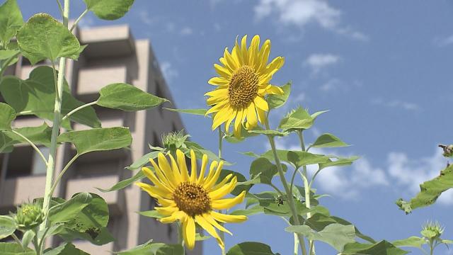 九州北部が梅雨明け 長い梅雨ようやく終わり夏本番 大分 Tosニュース Tosテレビ大分